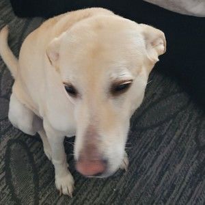 Meet your Posher, Penny